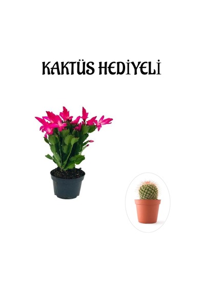 Öğretmenler Gününe Özel Pembe Renk Yılbaşı Çiçeği-kaktüsü Kaktüs Hediyeli