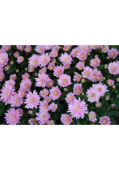 Açik Pembe Kasımpatı Çiçeği Fidanı Saksılı 10-20 Cm