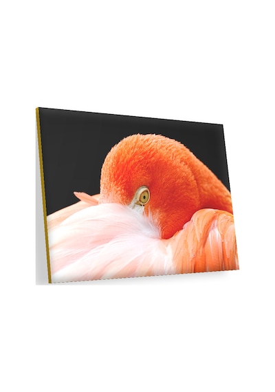 Cakasepetim Amerikan Flamingosu Siyah Arka Plan Ahşap Mdf Tablo