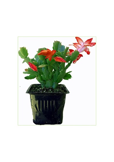 Yılbaşı Bitkisi Yılbaşı Çiçeği 1 Adet Saksılı 10-20cm