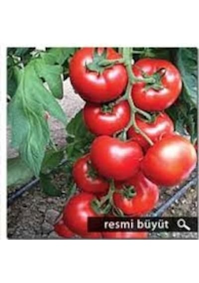 100 Adet Tohum Nadir Kırmızı Alyanak Domates Tohumu Hediye Tohuml