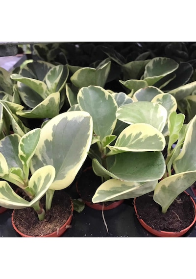 Peperomia Optusifolia Saksılı Hediyelik Bitki 3 Adet