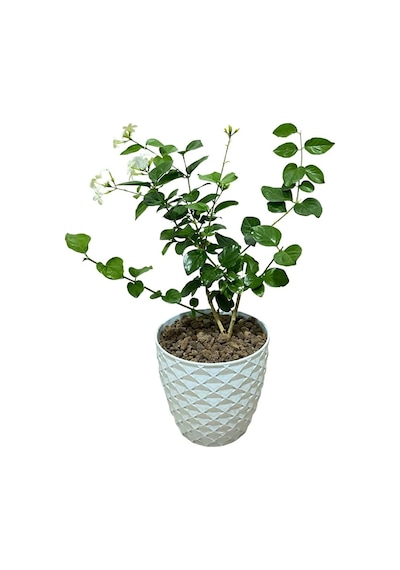 Mis Kokulu Katmerli Ful Yasemin Çiçeği 1 Adet Saksılı 30-60cm+yaprak Güzeli