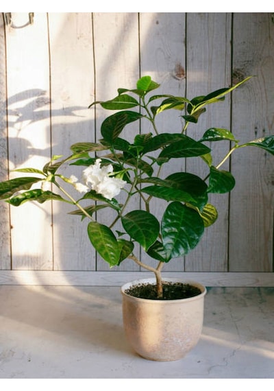 Videolu 1 Adet Kokulu Gardenya Çiçeği 20-30 Cm Saksılı Çiçekli Bodur Bitkiler Gardenia