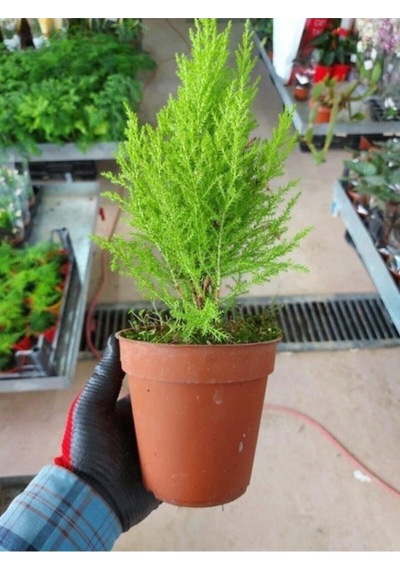 Salon Çamı Limoni Servi Çam Fidanı 10-20 Cm