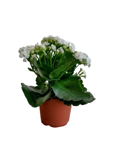 Kalanchoe - Kalanşo Çiçeği Beyaz Çiçekli