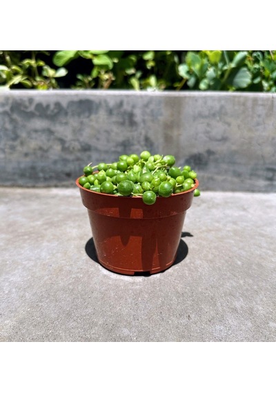 Tespih Çiçeği Senecio Rowleyanus 5 Adet