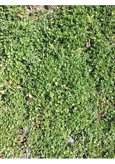 Fare Kulağı Dichondra Repens