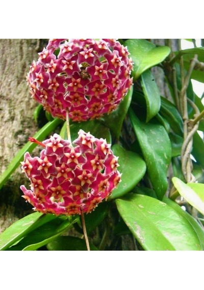 Mum Çiçeği Pembe Fuşya Hoya Carnosa Kokulu 1.kalite 9 Cm Saksıda