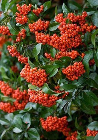 "tüplü Kırmızı Bodur Ateş Dikeni - Dinamizm Katın