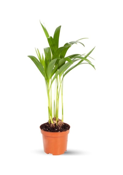 Mini Areka - Dypsis Lutescens 30 Cm