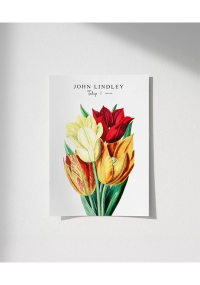 Çerçevesiz Poster John Lindley Lale