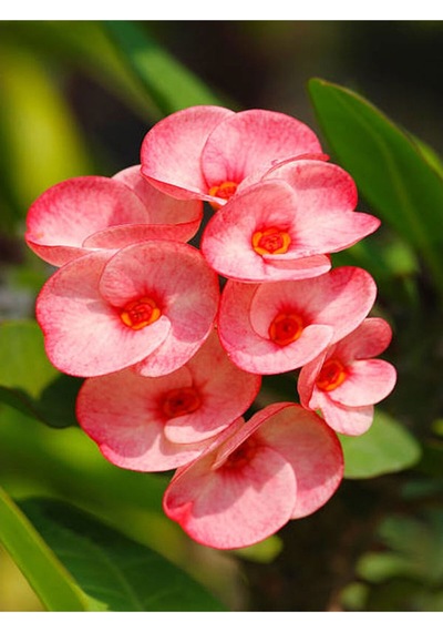 Pembe Milli Dikenler Tacı Çiçeği Mega Boy 1 Adet Saksılı 40-60 Cm Kaktüs Euphorbia