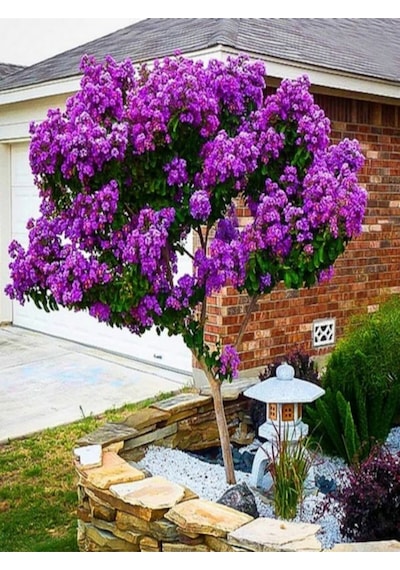 Videolu Sarı Beyaz Mor 3 Adet Oya Ağacı Fidanı 30-75cm Tüplü Yellow White Purple Lacebark
