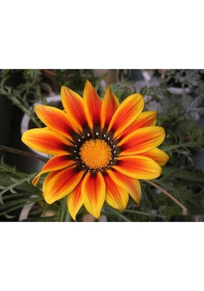10 Adet Yellow Orange Gazania Tohumu