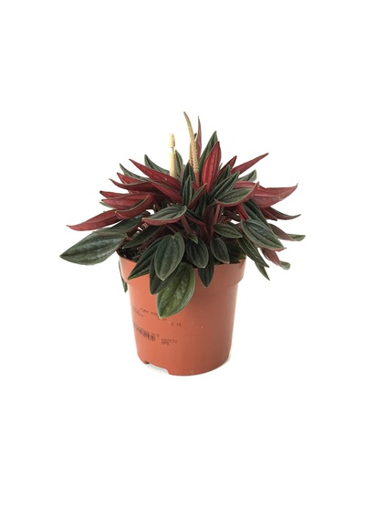 Peperomia Caperata N11.4236