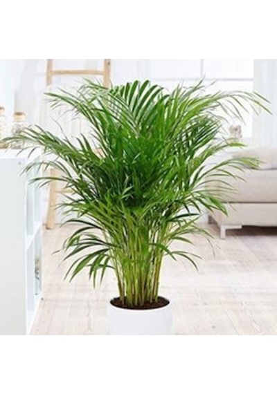 Areka Palmiyesi 85-105 Cm Arası