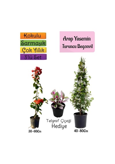 Mis Kokulu Arap Yasemini+turuncu Begonvil+telgraf Çiçeği 3'lü Bahçe Seti