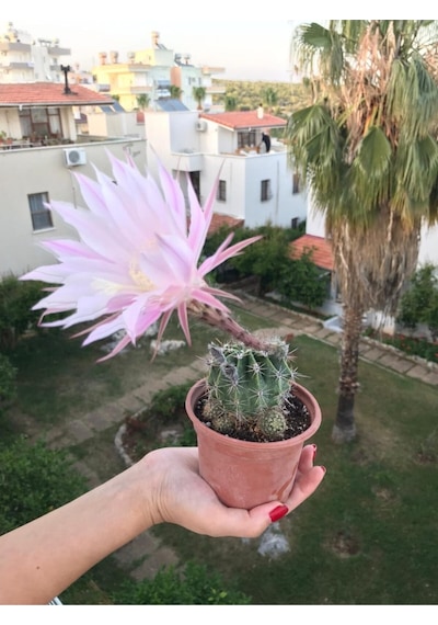 Echinopsis Oxygona - Büyük Boy Kaktüs