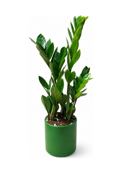 Zeze Çiçeği - Zamia Yeşil Seramik Saksıda 40-50 Cm