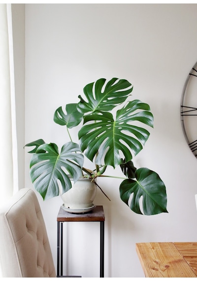 Deve Tabanı Monstera 2 Adet -  Ev Ofis Bitkisi 5125