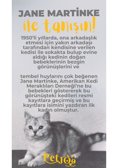 Petjoo 5.Jane Martinke Sarı-Gri Qr'lı Kedi Künyesi