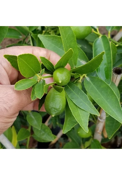 3 Yaş Aşılı Limonkamkat Tavaresquat Fidanı. Torbada
