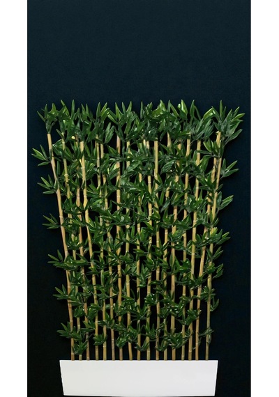 120 Cm Saksıda Bambu Seperatör 18 Adet 200 Cm Bambu İle Çok Renkli