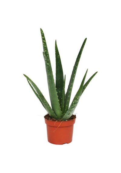 Aloe Vera Çiçeği Fidanı 10-20 Cm