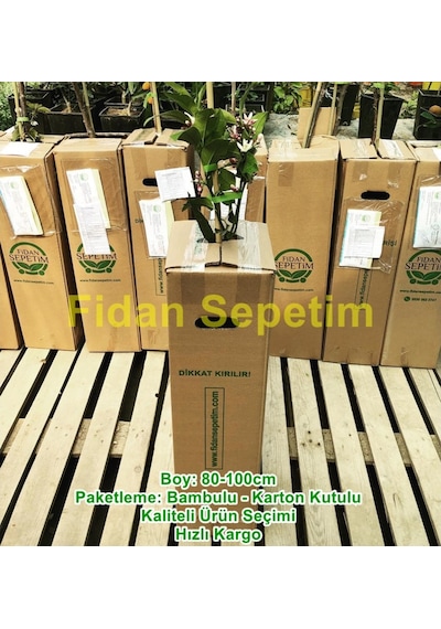 2 Yaş Aşılı 7 Veren Yediveren Mayer Limon Fidanı