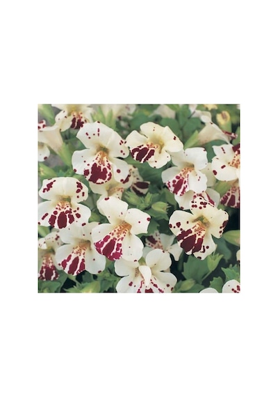 Mimulus Çiçeği Tohumu - Çok Çiçekli Bodur, Karışık Renkli - 15 Adet