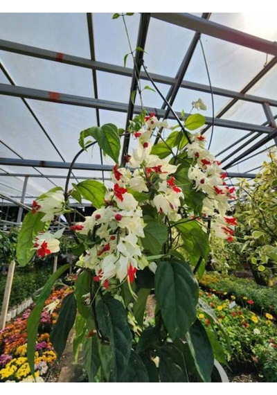 Büyüleyici Beyaz Kızılay Çiçeği Fidanı 30 40 Cm 1 Adet Saksılı Clerodendrum