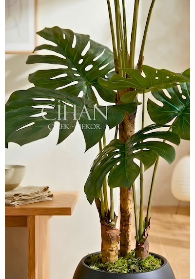 Monstera Ağacı 170cm Antrasit Küre Saksı Beyaz