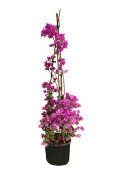 Begonvil Çalı Bougainvillea