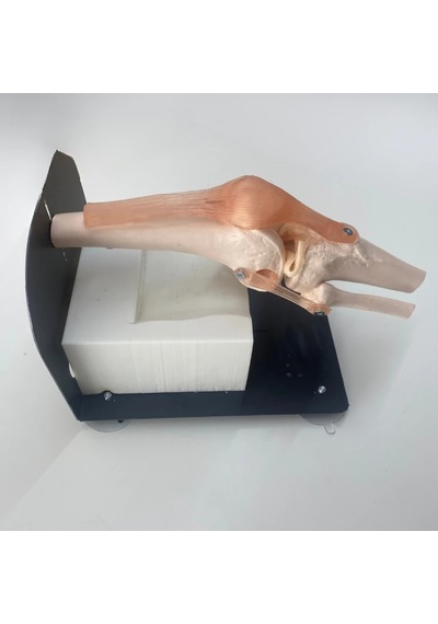 Menisküs Artroskopi Eğitim Seti - Diz Modeli - Praticmed