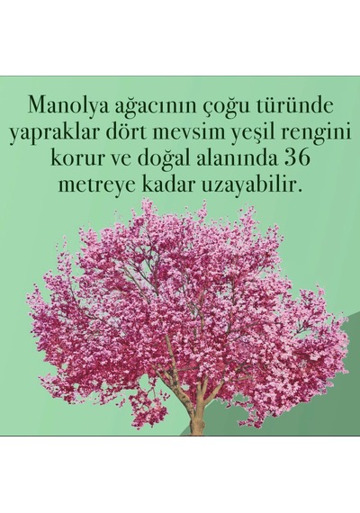 Eyüp Sabri Tuncer Manolya Çiçeği El ve Vücut Peeling 400 ML + El ve Vücut Kremi 50 ML + Kolonya Pet Şişe 400 ML + Sprey Kolonya 150 ML