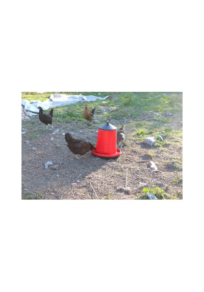 2 Adet 8 Kg Yemlik + 2 Adet 8 Lt Suluk Seti 10-15 Tavuk İçin 7-10 Gün Kullanım