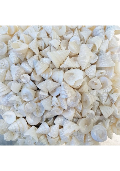 Tahtakale Toptancı Astrea Undosa Naturel Minik Boy Kiloluk Deniz Kabuğu 1 Kg
