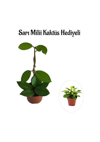 Kadınlar Gününe Özel Beyaz Renk Hoya-mum Çiçeği Sarı Milli Kaktüs Hediyeli