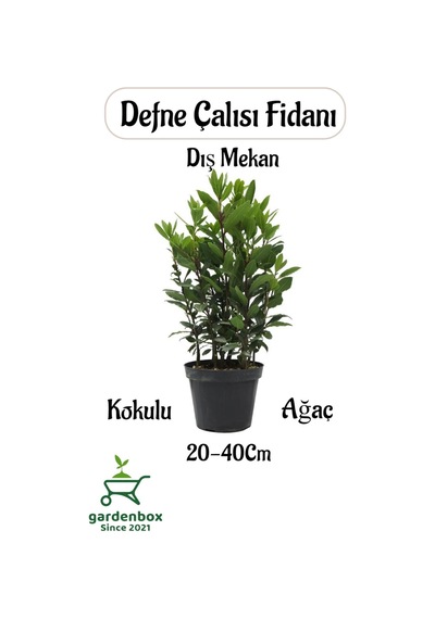 Defne Çalısı Fidanı Laurus Nobilis 1 Adet Saksılı Dış Mekan Bitkisi