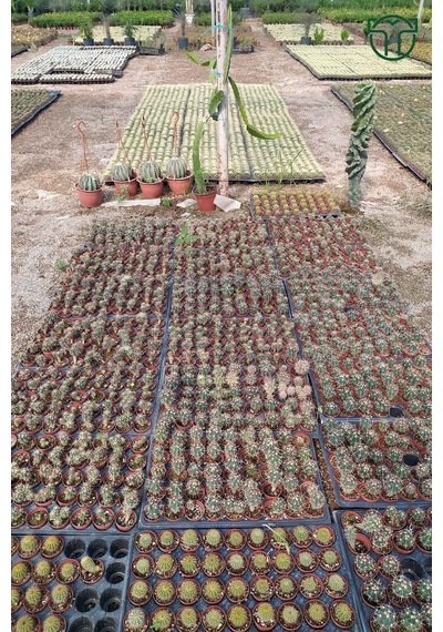 Ferocactus Horridus Kaktüs - 5.5 Cm Saksıda