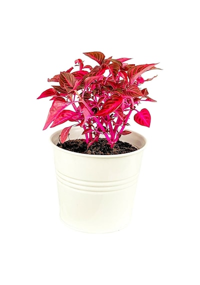 Iresine Herbstii - Çingene Şalvarı Bitkisi Büyük Saksılı 40-50 Cm