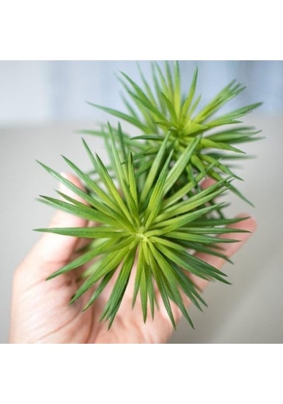 Etli Çalı Senecio Senecio Himalaya - Senecio Barbertonicus 20 A