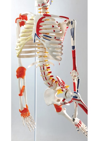 Esnek İnsan İskeleti Modeli, Kasları Ve Ligamentleri Gösteren, Askılı Stand - 85 Cm - İskelet Maketi 01