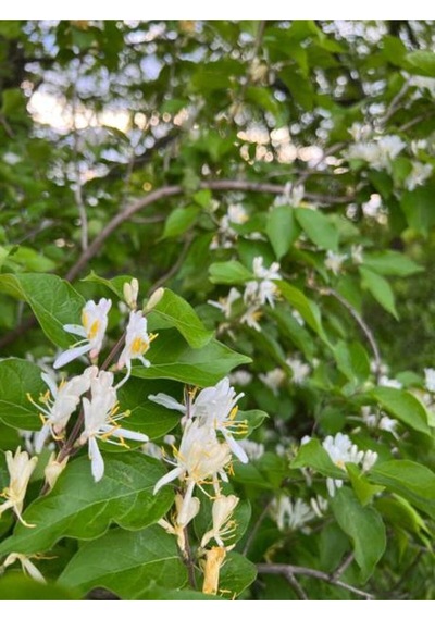 Hanımeli Beyaz Çiçekli 30 50 Cm 1 Adet Dış Mekan Sarmaşık Bitkileri Caprifoliaceae