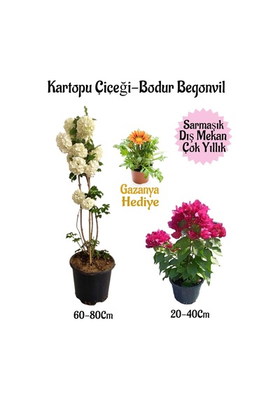 Kartopu Çiçeği 1 Adet +pembe Bodur Begonvil 1adet+sarı Gazanya Saksılı Bahçe Seti