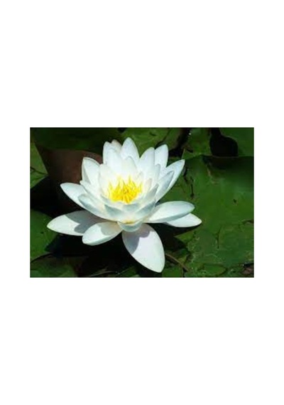 5 Adet Tohum Nadir Beyaz Lotus Çiçek Tohumu Lotus Çiçeği Tohumu Nilüfer Çiçeği Tohum