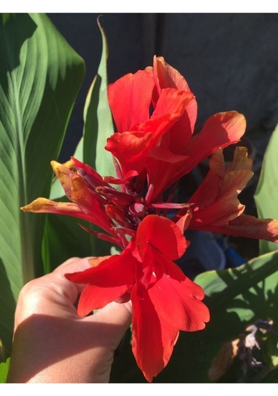 Kırmızı Hint Gülü Canna İndica Fidanı 10-20 Cm
