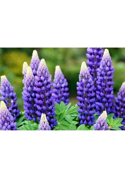 Tohum Dünyam 5 Adet Lupin Blue Flame Giant Tohumu