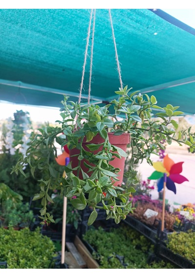 Buz Çiçeği Çiçek Şelalesi Saksıdan Aşağı Sarkan Asma Çiçek Güneş Ve Kuraklığa Dayanıklı Balkon Teras Bahçe